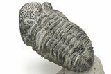 Drotops Trilobite With Exposed Hypostome - Mrakib, Morocco #235810-4